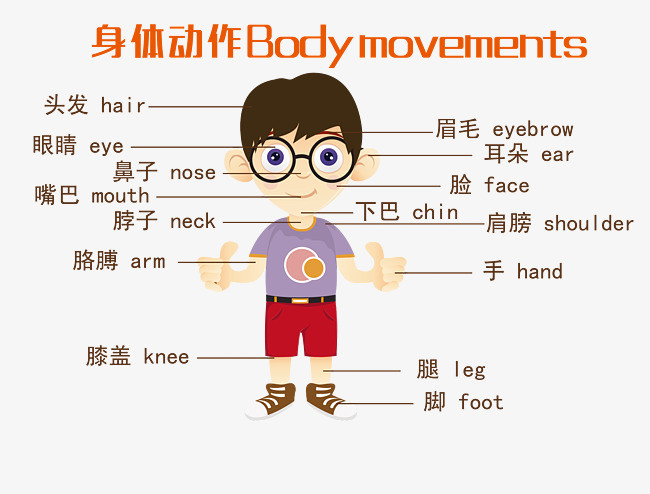 身体的位置英文图片