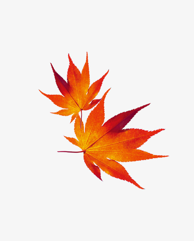 红色枫叶_红色枫叶png素材-90设计