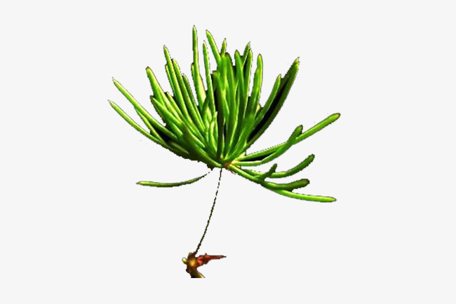 绿色松针png素材-90设计