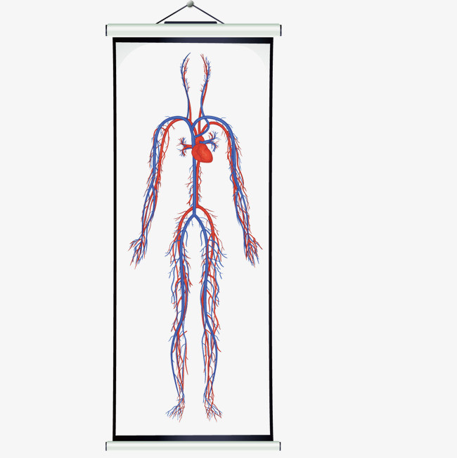 人体背部血管分布图图片