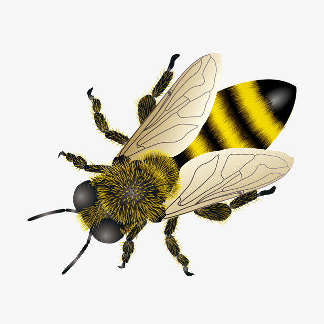 蜜蜂矢量素材