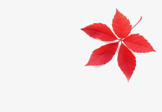 枫叶psd_红色枫叶png素材-90设计
