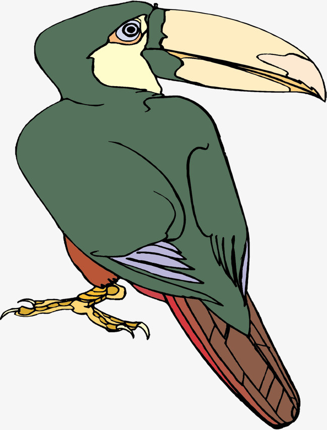 热带鸟类大嘴鹦鹉大嘴鸟免抠元素