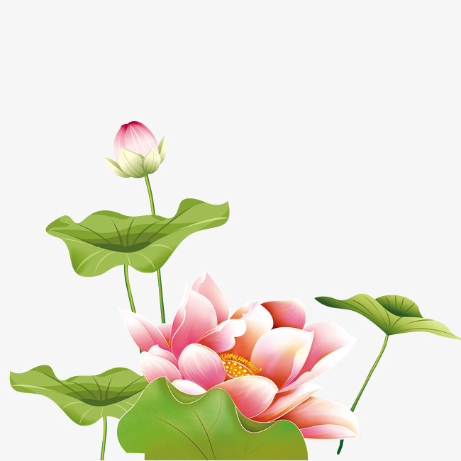 荷花装饰图案