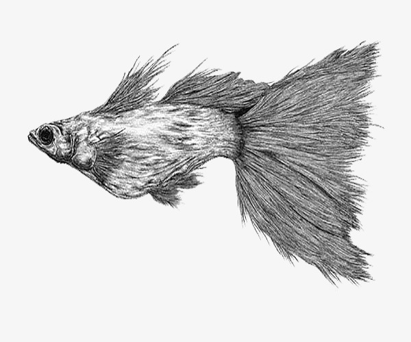 黑白插画大鱼