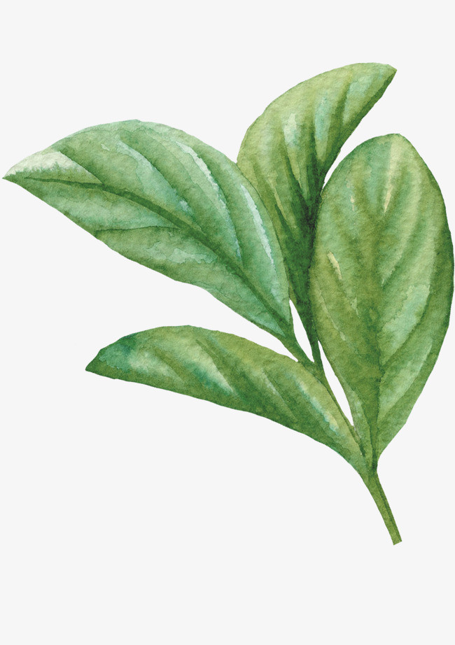 手绘水彩绿色叶子