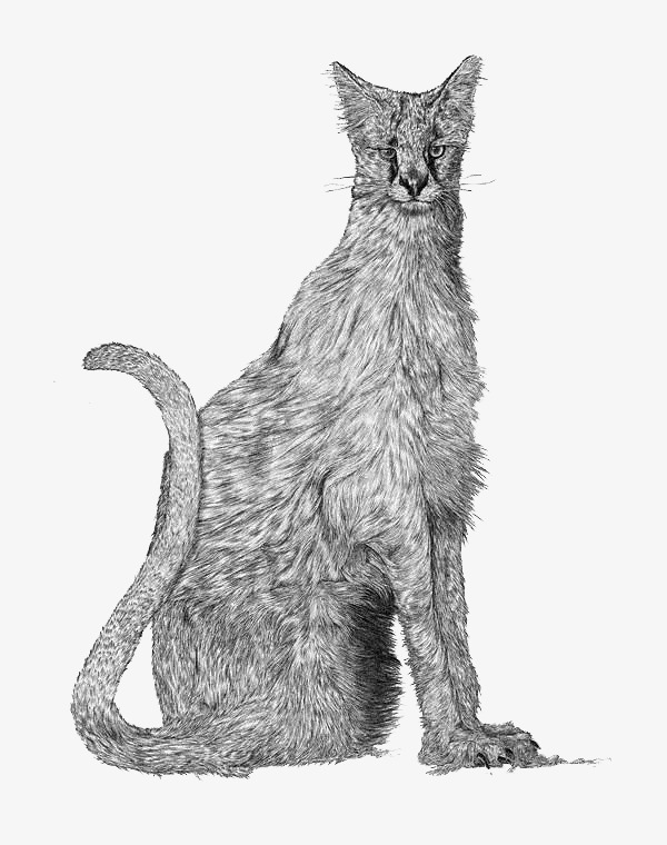 黑白插画豹子猫咪
