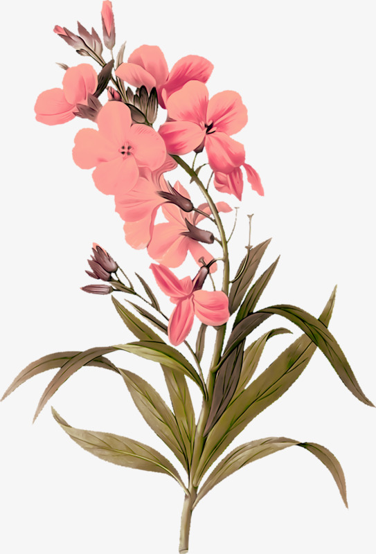 小清新文艺植物图案装饰png