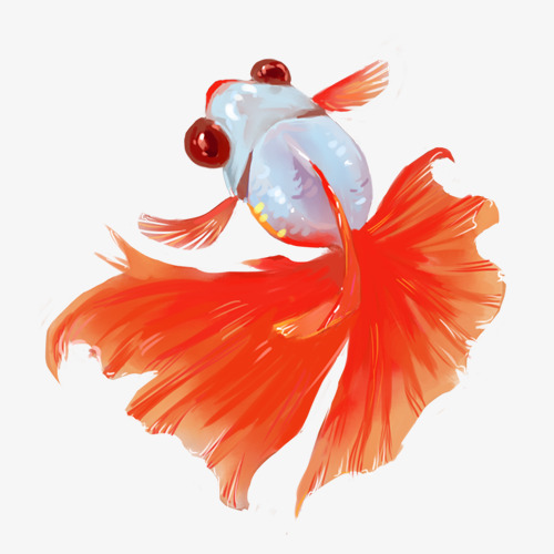 红白金鱼素材免抠图【高清产品实物png素材】-90设计