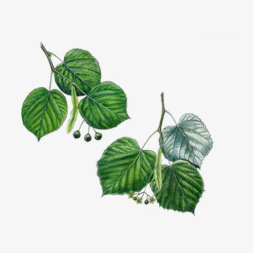 手绘菩提树叶图片素材