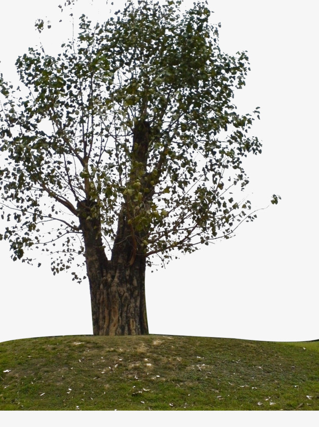 大颗菩提树图片素材