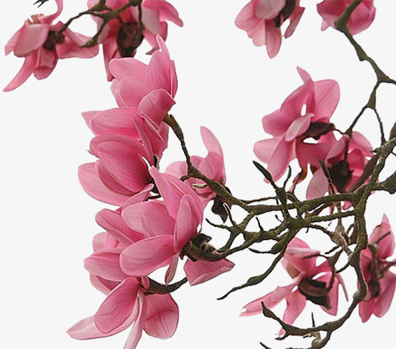 粉色玉兰花png素材-90设计