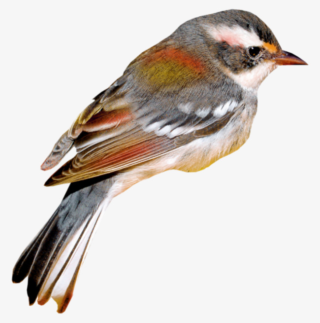 灰色简约小鸟装饰图案