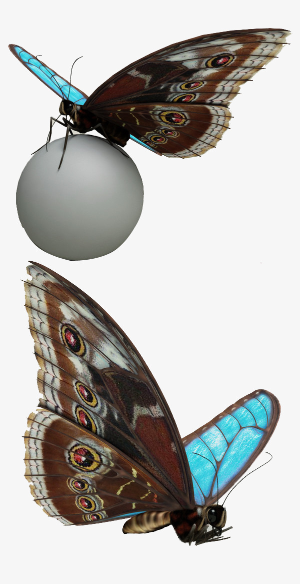 玩具蝴蝶球素材免抠