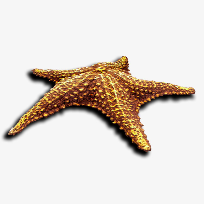 海星素材免抠