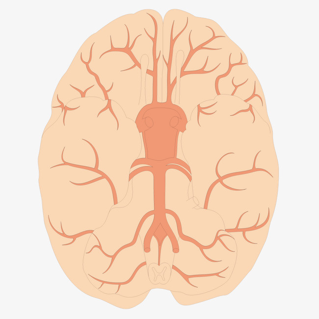 矢量最强大脑切面