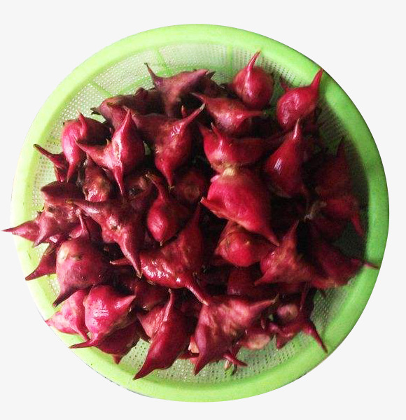 一脸盆的红菱图片素材