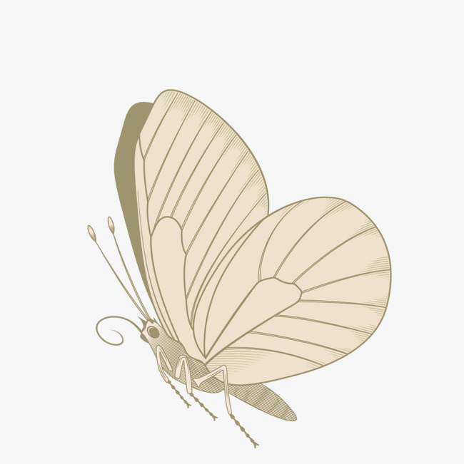 矢量手绘蝴蝶插画png素材-90设计