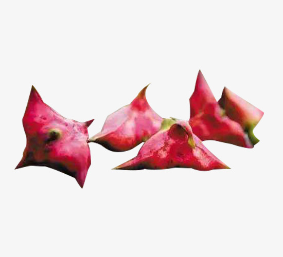 红色红菱图片素材