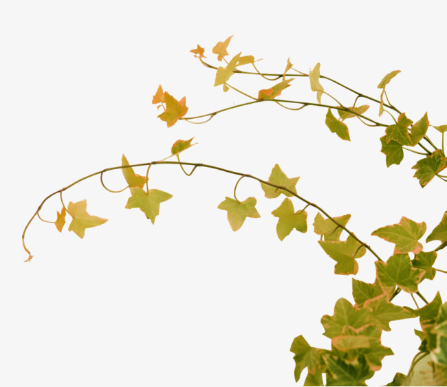 绿色清新树藤装饰图案