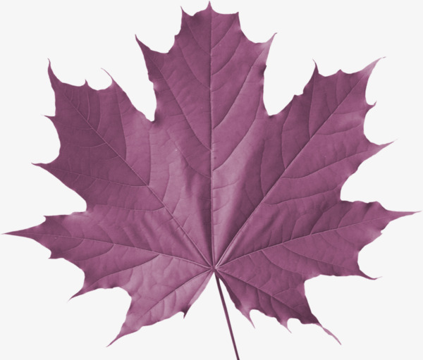 紫色枫叶png素材-90设计