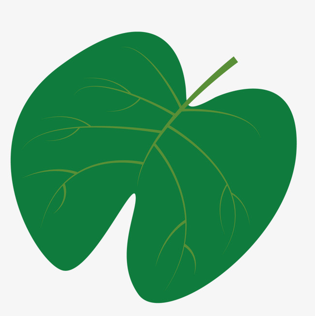 圆形 绿色 树叶