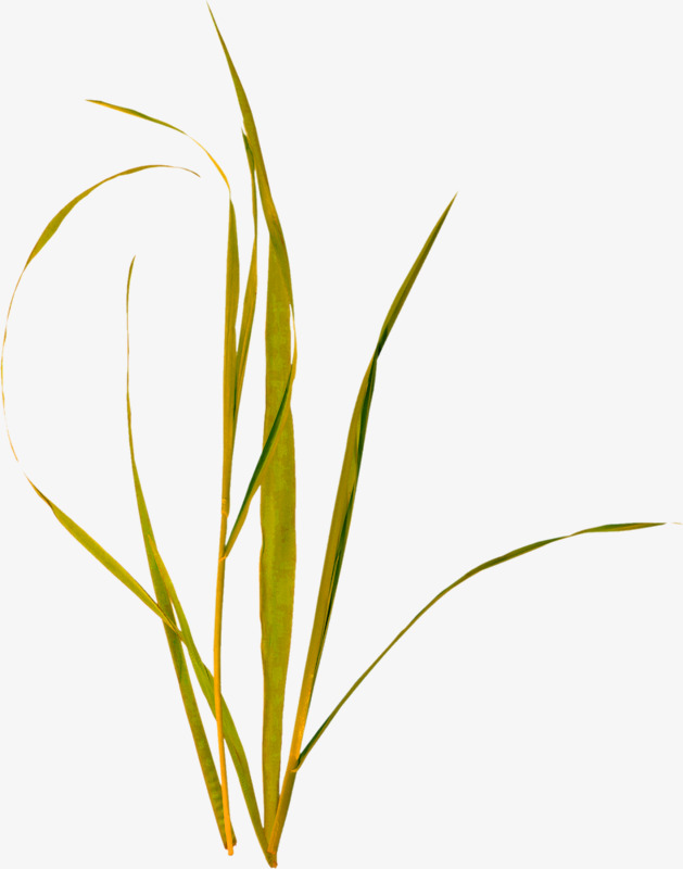 黄绿色简约小草装饰图案