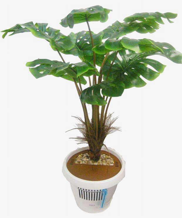 绿色热带植物椰子龟背竹棕榈叶元素