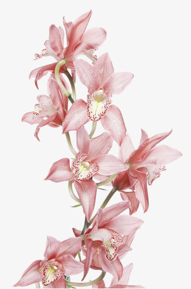 红色清新花枝装饰图案