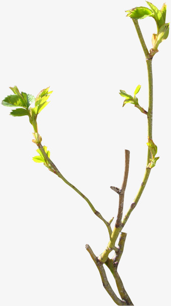 发芽的树枝