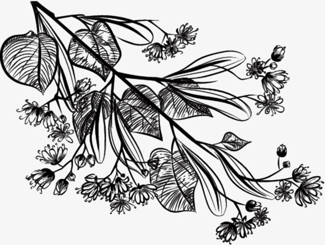 手绘黑色菩提叶