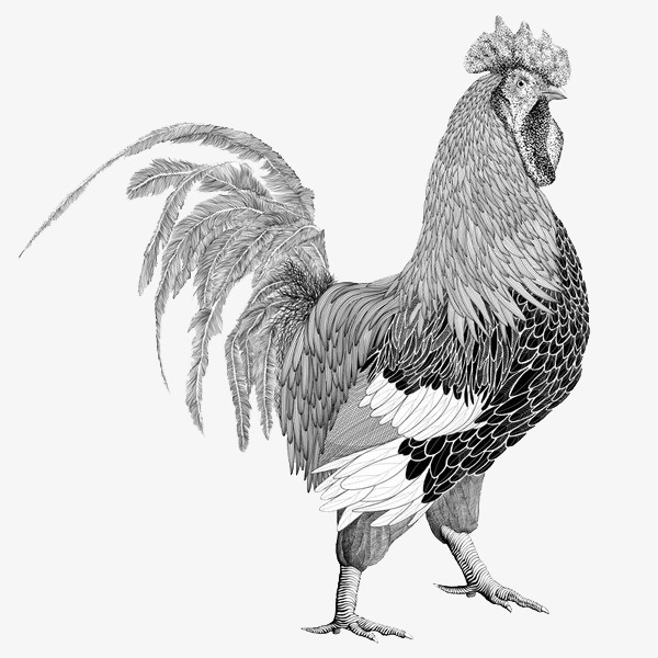 黑白拼接公鸡