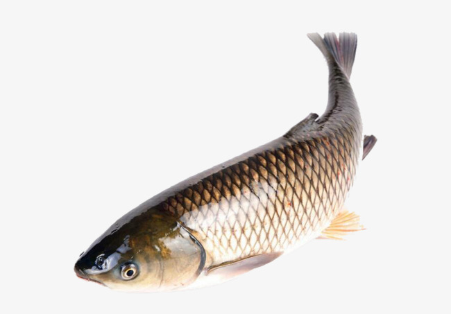 鲩鱼实物图素材图片免费下载_高清产品实物png_cnc娱乐_cnc娱乐平台_c