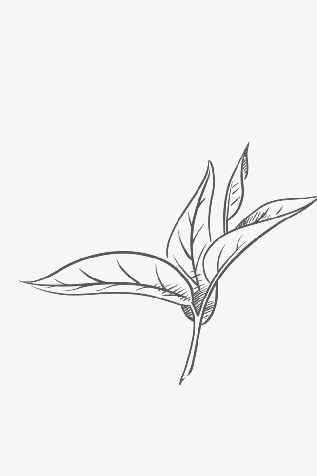 线条福鼎白茶矢量素材