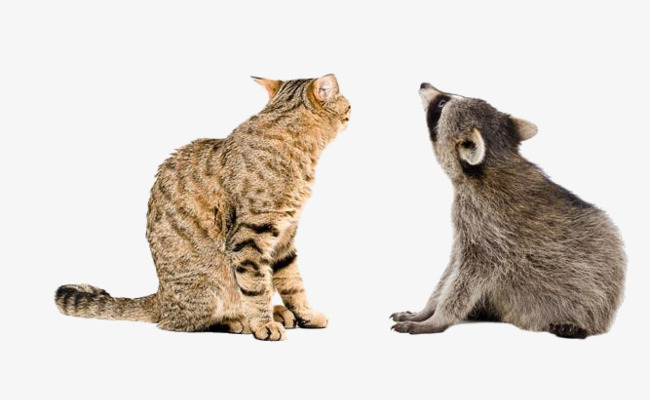 手绘小动物小浣熊边框插画