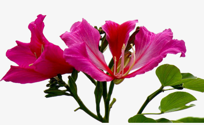 小清新紫金花【高清png素材】-90设计