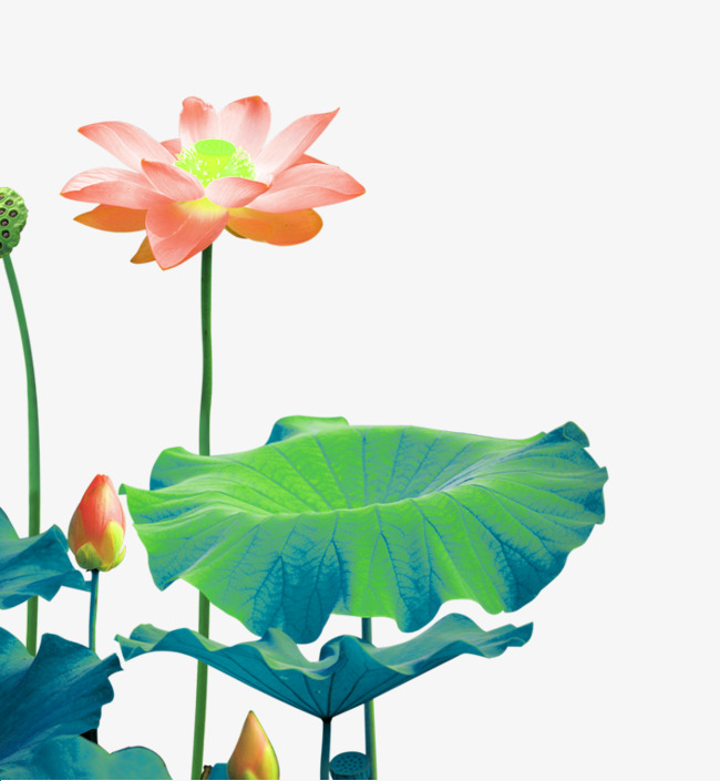 中国风水墨画荷花荷叶装饰元素素材【免抠元素png】-90设计网