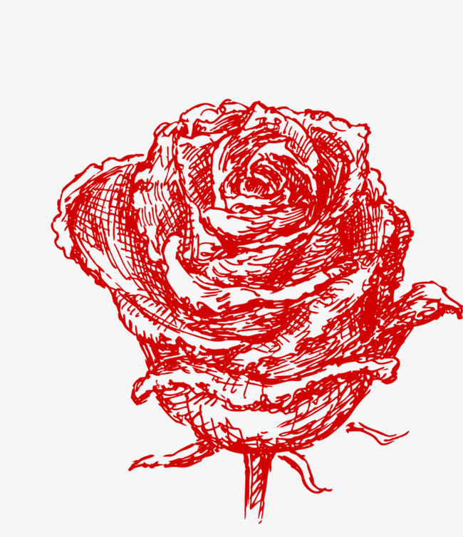 素描红色玫瑰