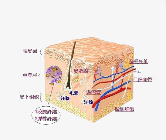 皮肤细胞
