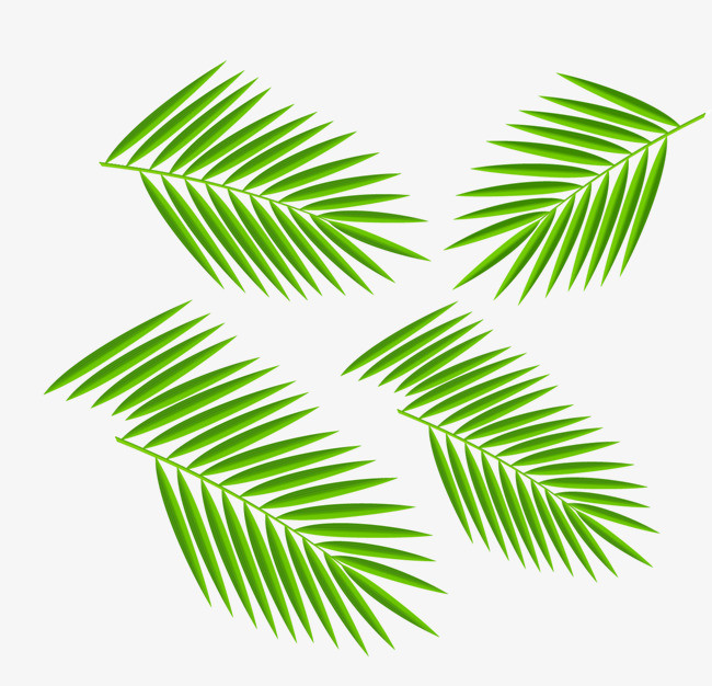 矢量椰树叶子
