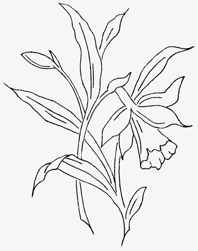 手绘植物