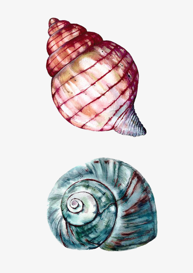 水彩海螺