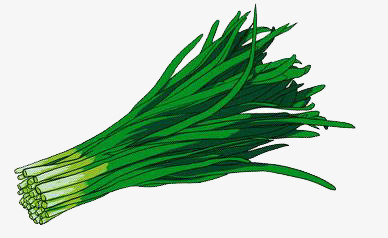 手绘韭菜