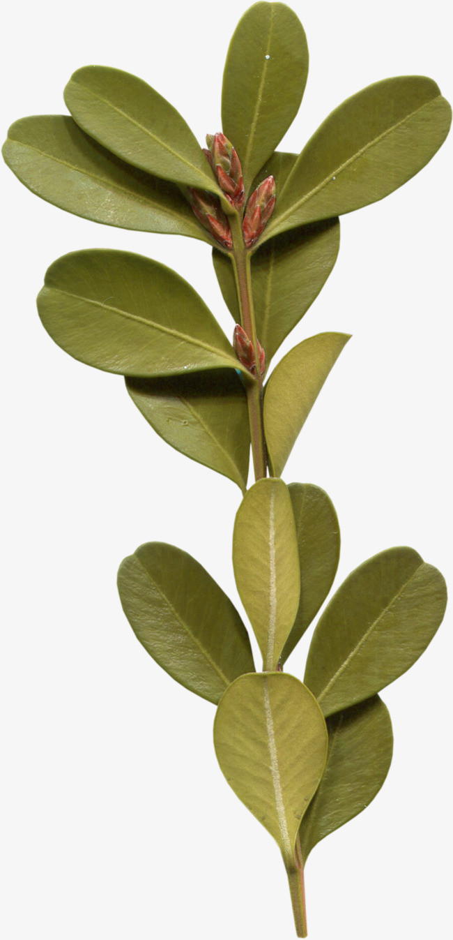绿色植物叶子png素材-90设计