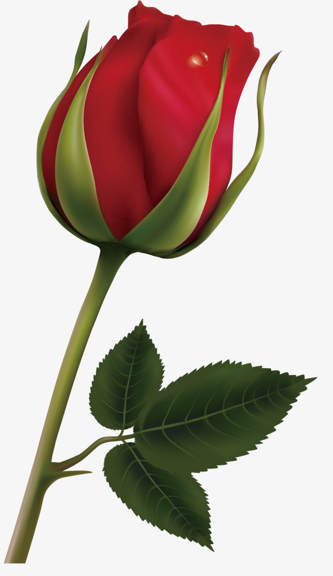 卡通手绘绿叶红玫瑰单只玫瑰卡通玫瑰