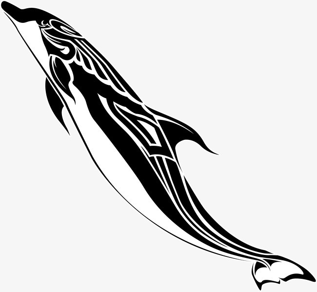 海豚黑白线描画图片