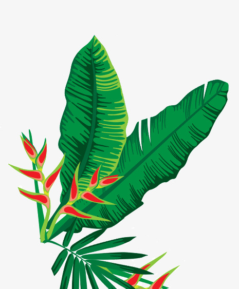 卡通芭蕉叶