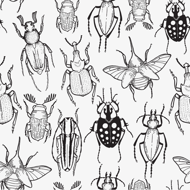 甲壳虫的画法图片