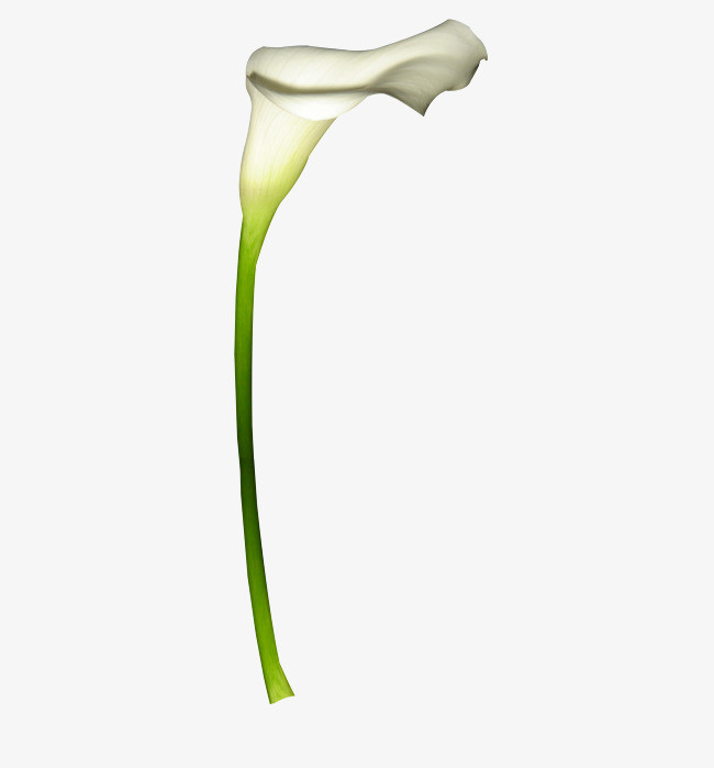 一朵百合花