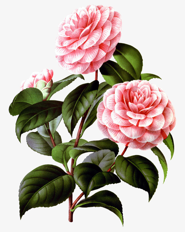 粉色的月季花_png素材免费下载_ 2400*3000像素(编号:18727096)_90